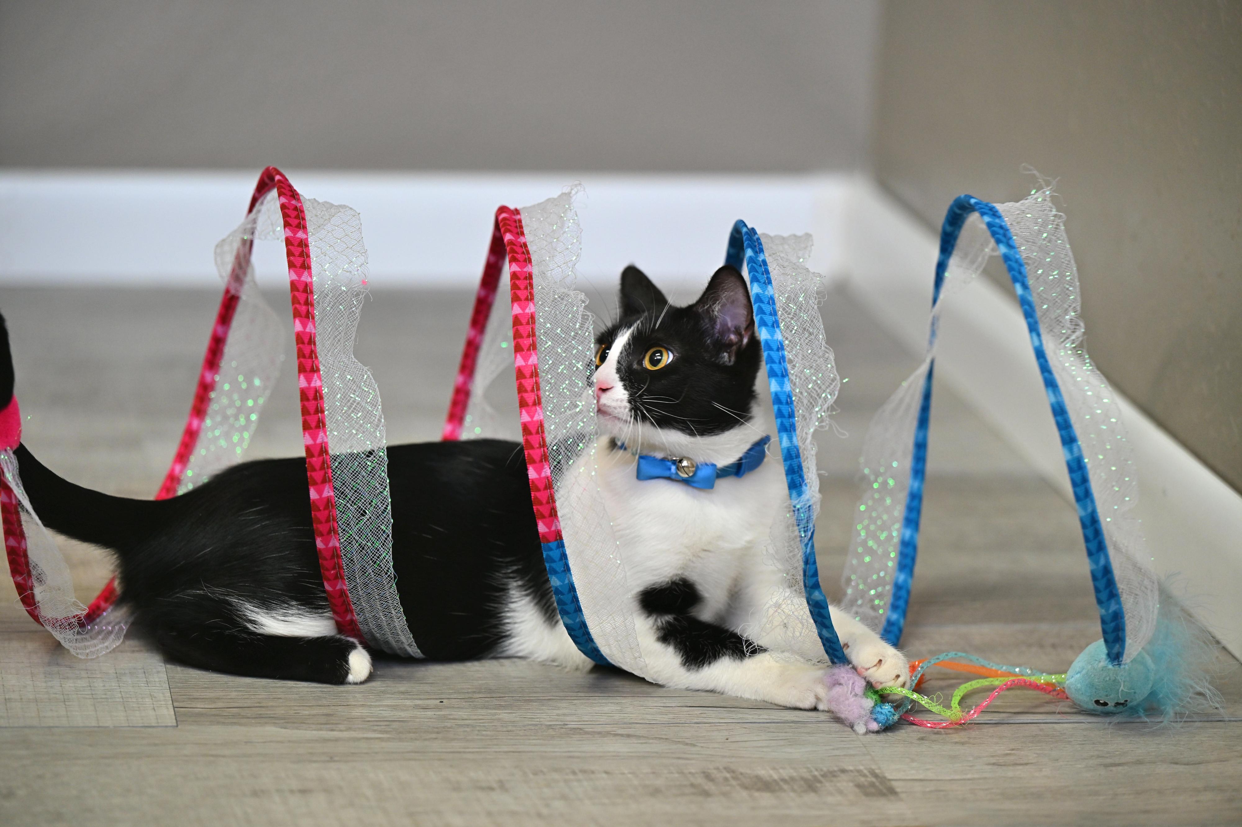Jack - WAIVED ADOPTION FEE, Adoptable, Kitten Male Tuxedo.