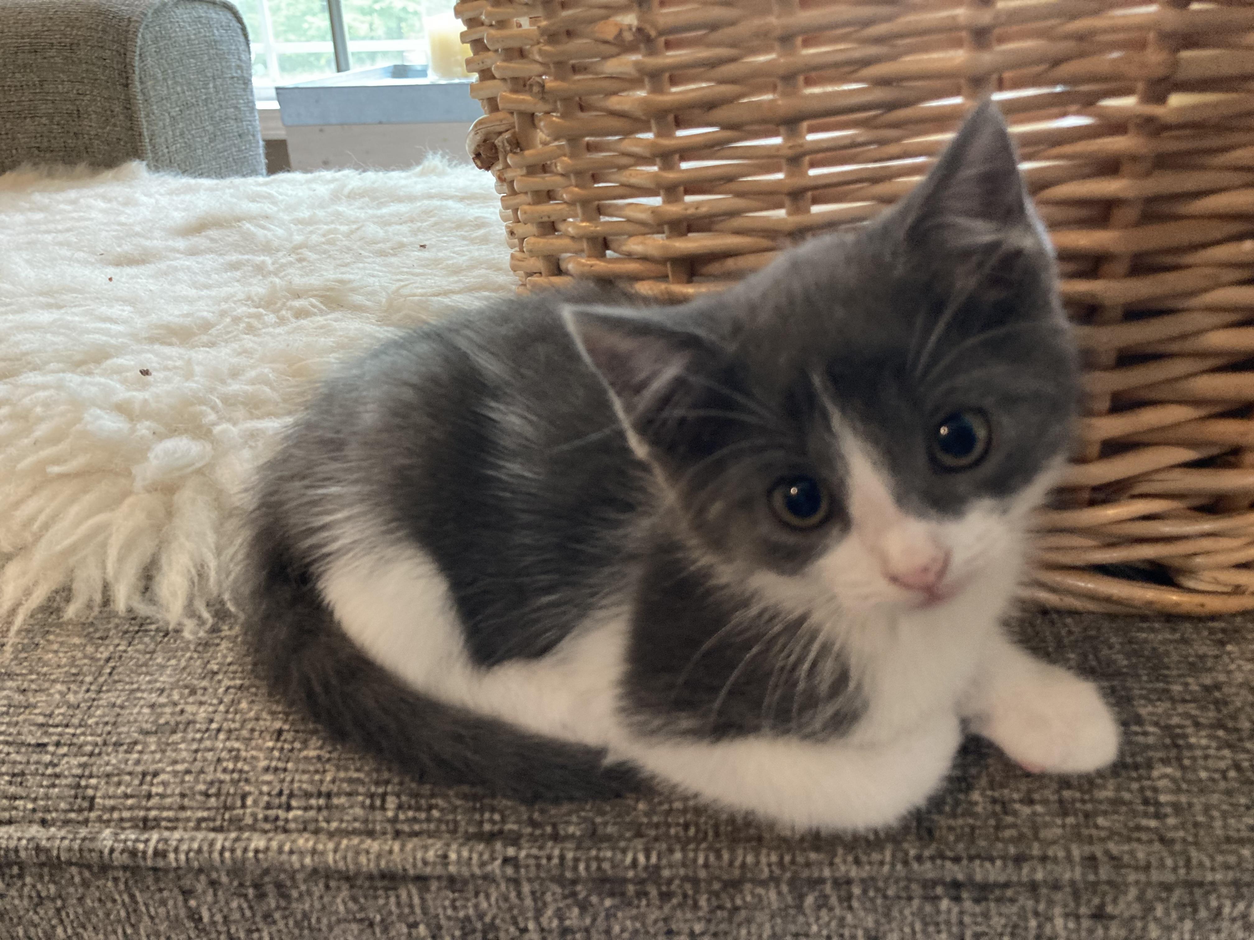 Enlarge Jack & Jacqueline, a Adoptable Tuxedo in Hagerstown, MD image 5/5