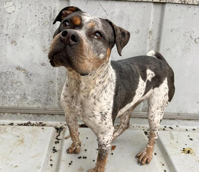 MELISSA, Adoptable, Young Female Pit Bull Terrier.