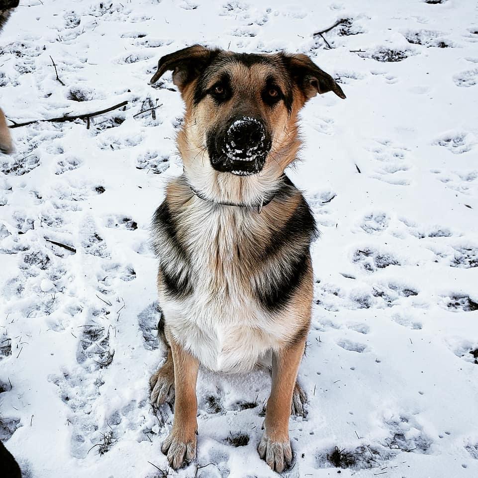 Mando, Adopted, Adult Male German Shepherd Dog.