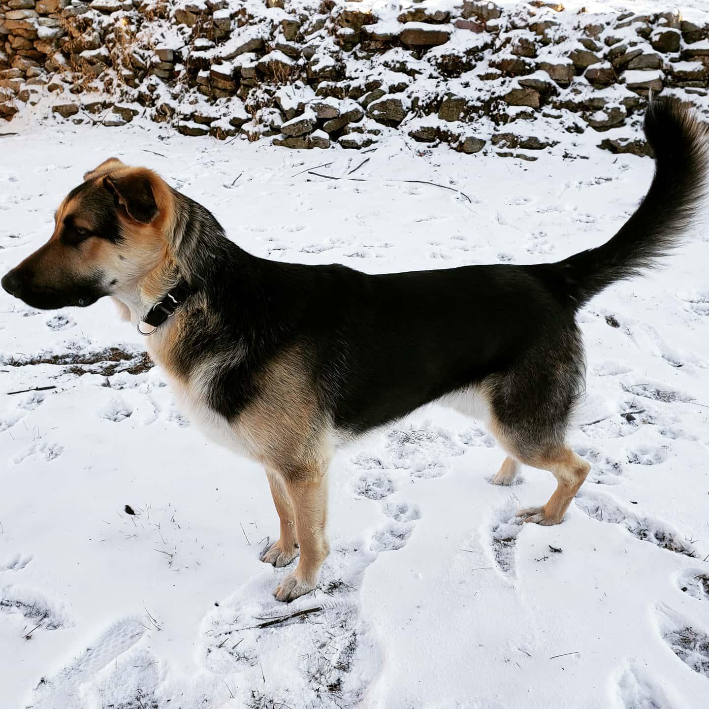 Mando, a Adopted German Shepherd Dog in Council Bluffs, IA image 2/3