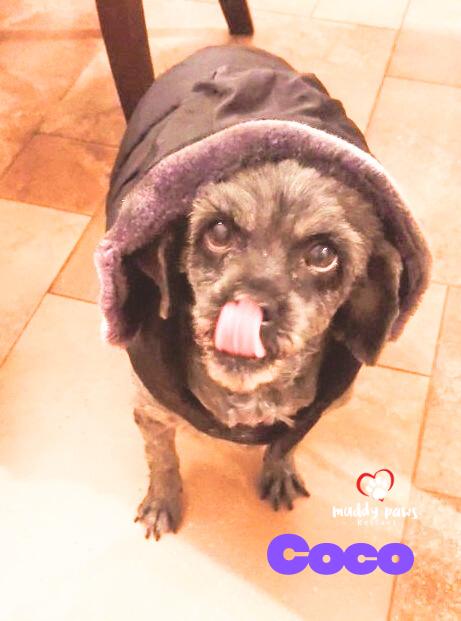 Coco — thumbnail 2