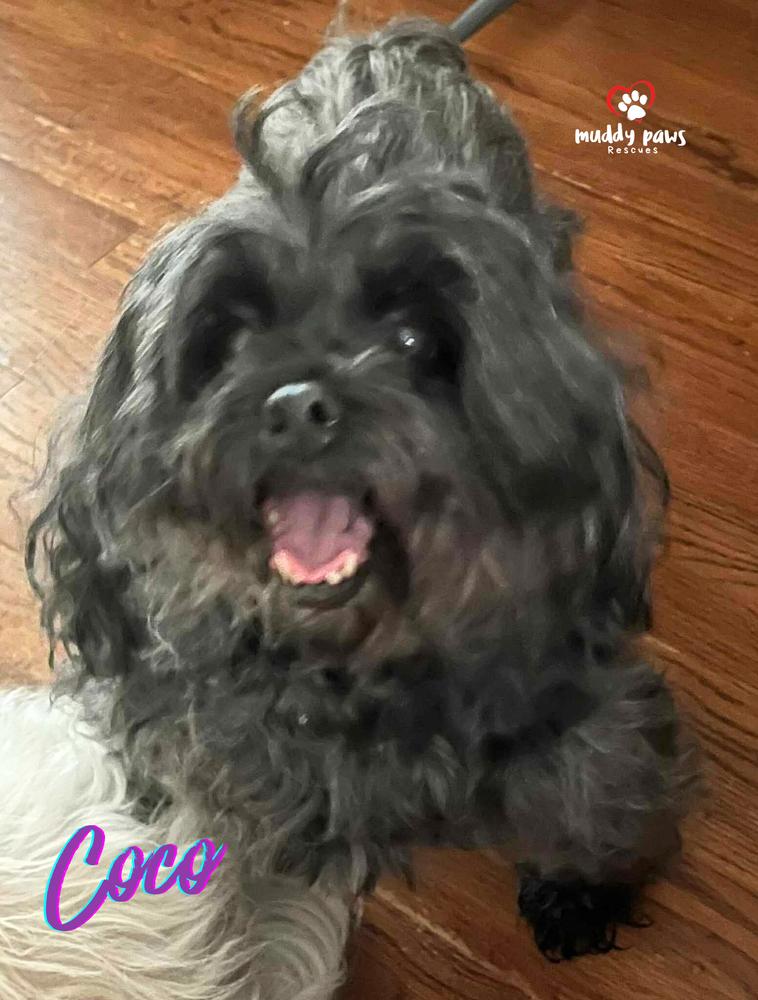 Coco — thumbnail 3