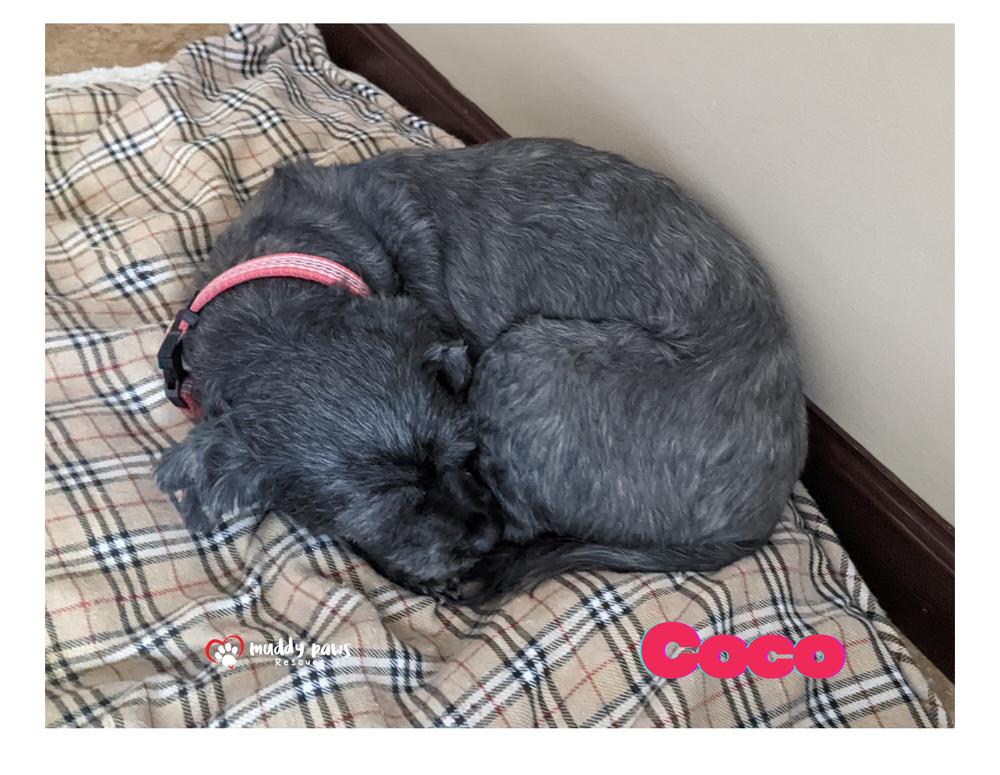 Coco — thumbnail 4