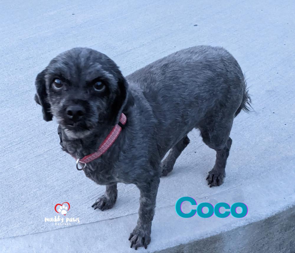 Coco — thumbnail 5