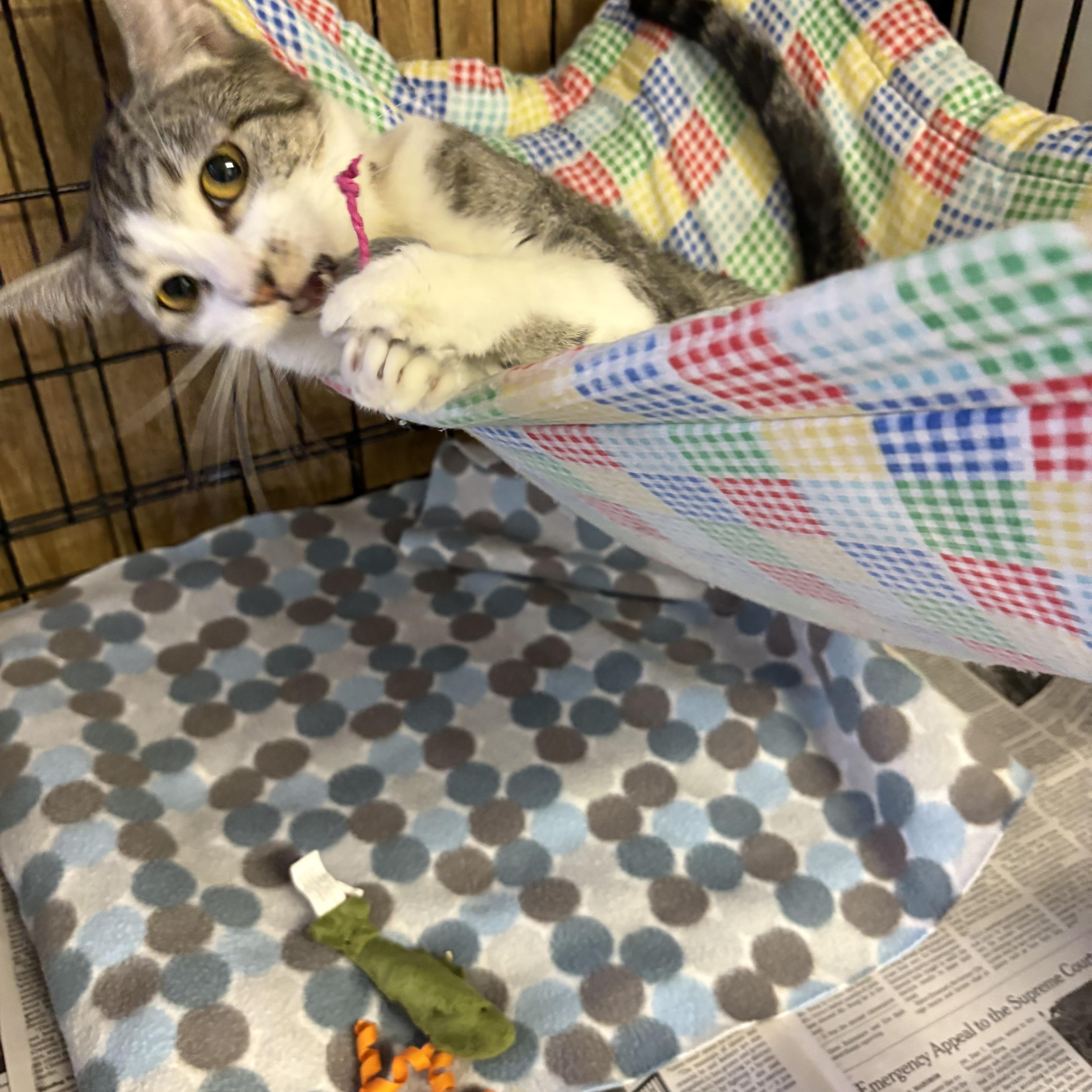 Enlarge Katie, a Adoptable Tabby in Linden, NJ image 2/6