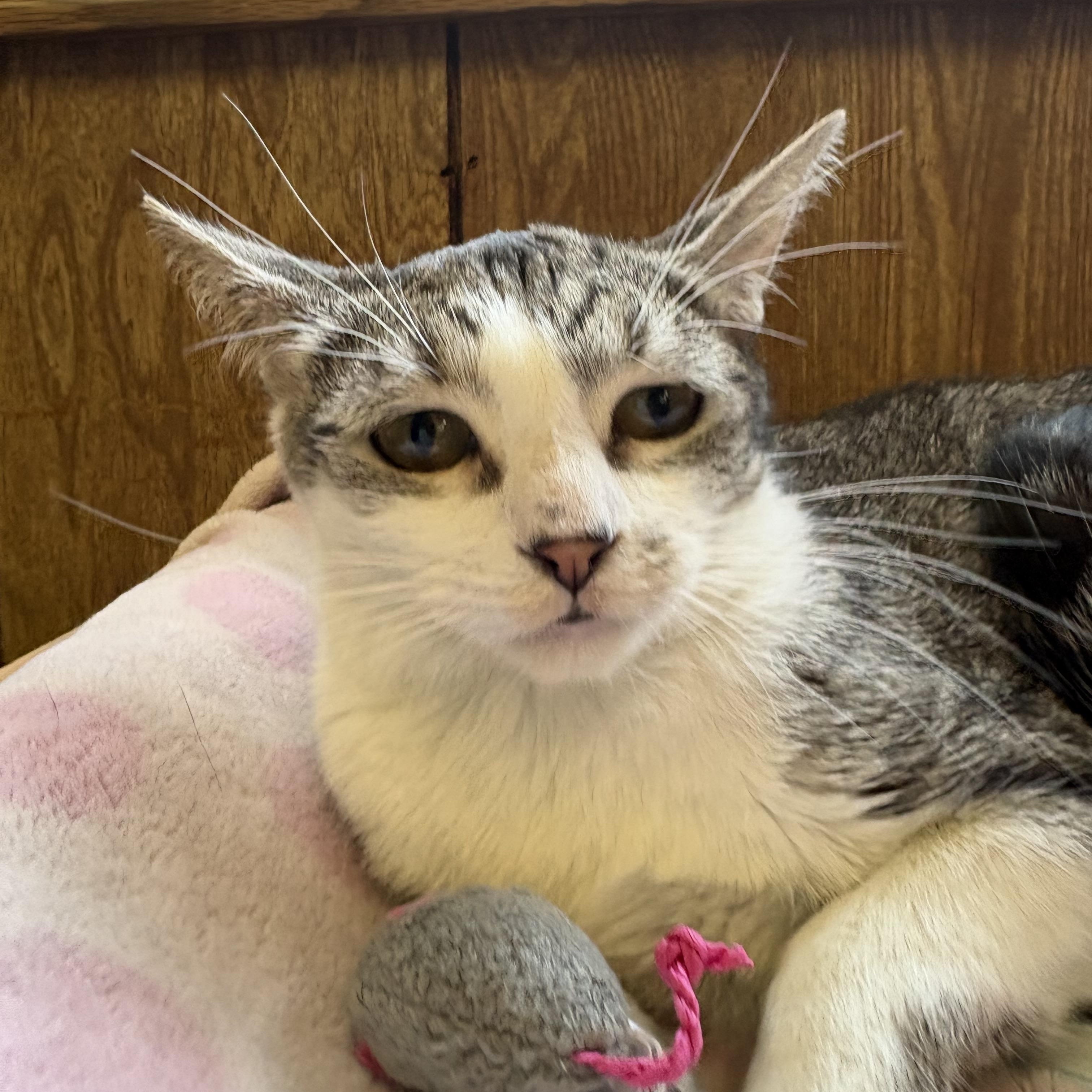 Enlarge Katie, a Adoptable Tabby in Linden, NJ image 5/6