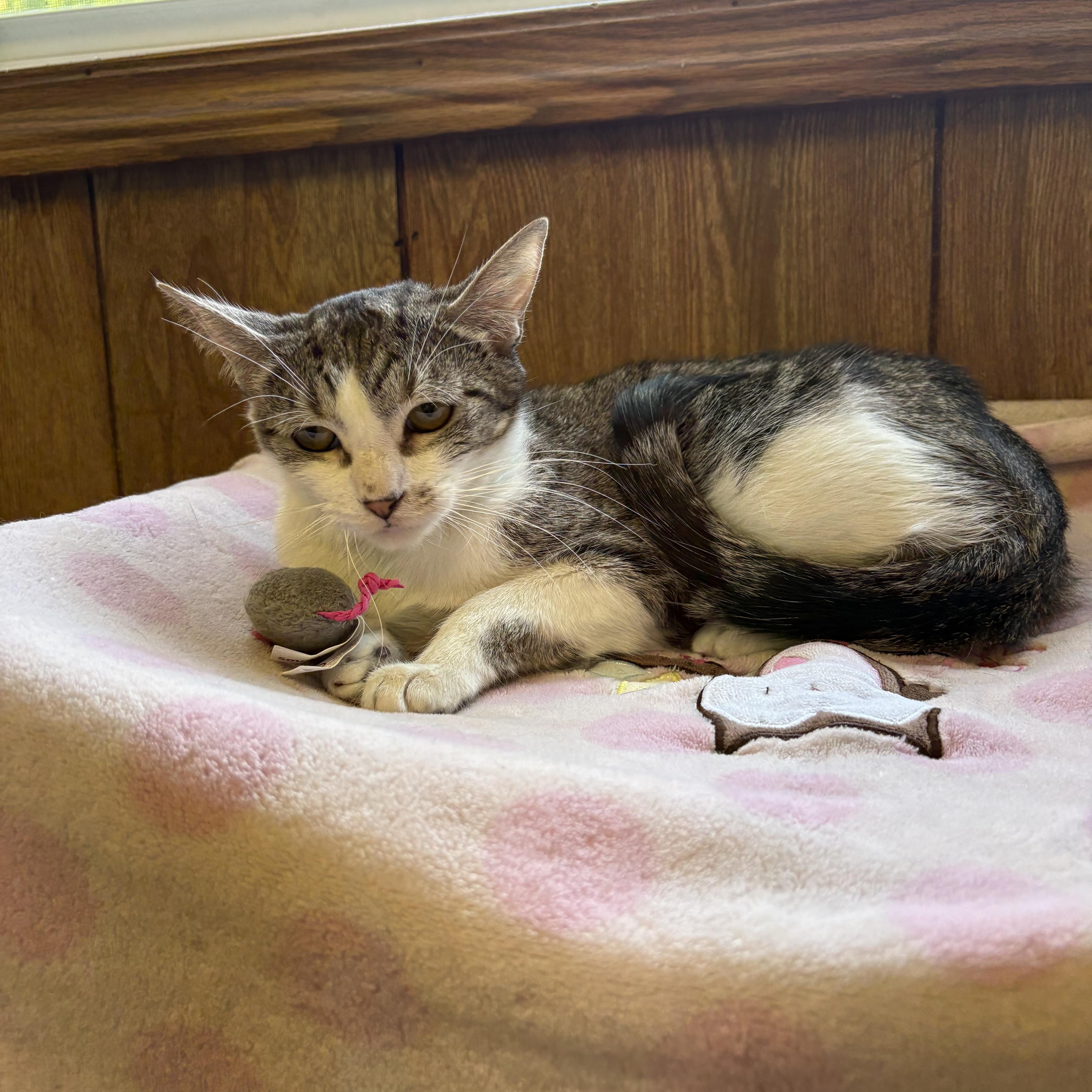 Enlarge Katie, a Adoptable Tabby in Linden, NJ image 4/6