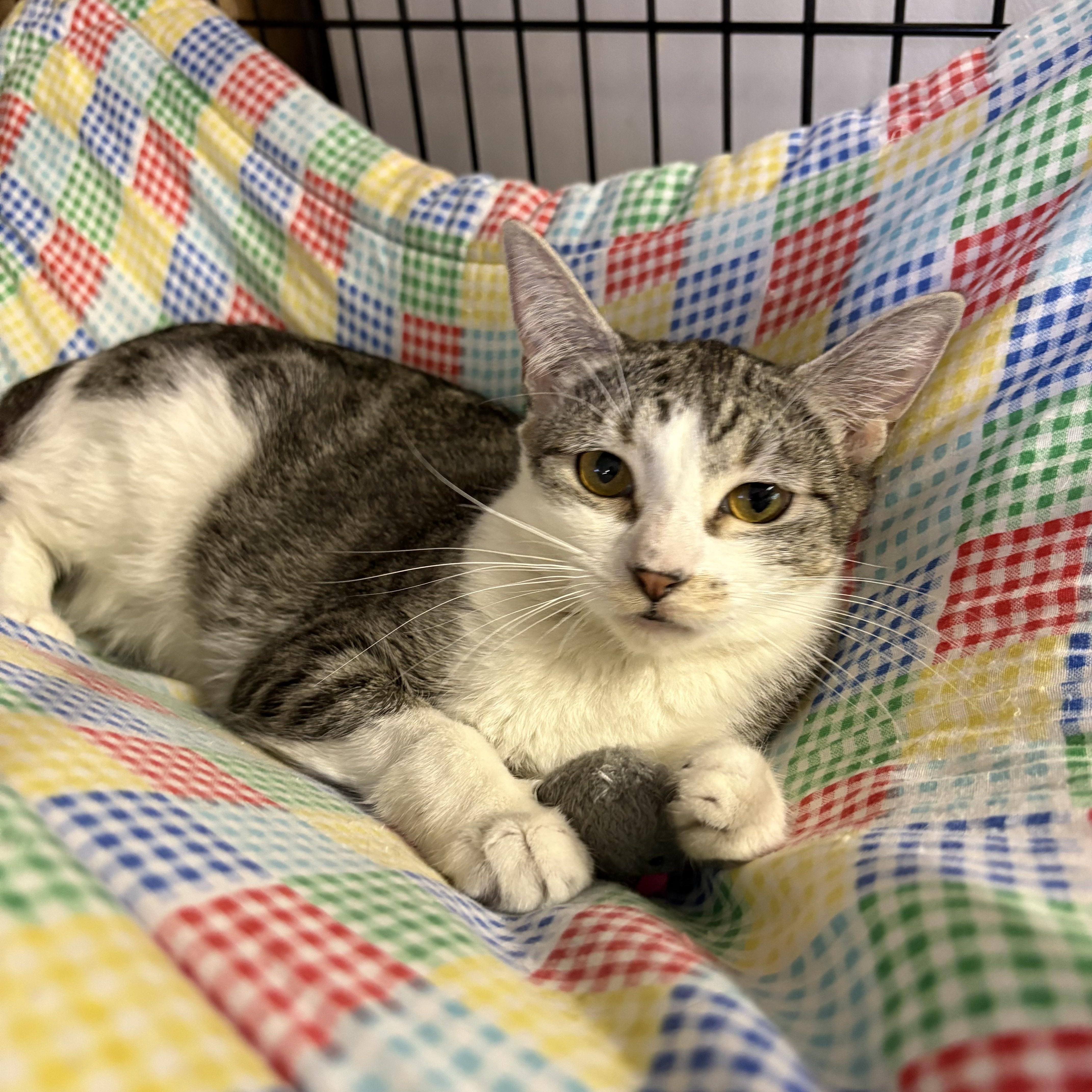 Katie, Adoptable, Young Female Tabby.