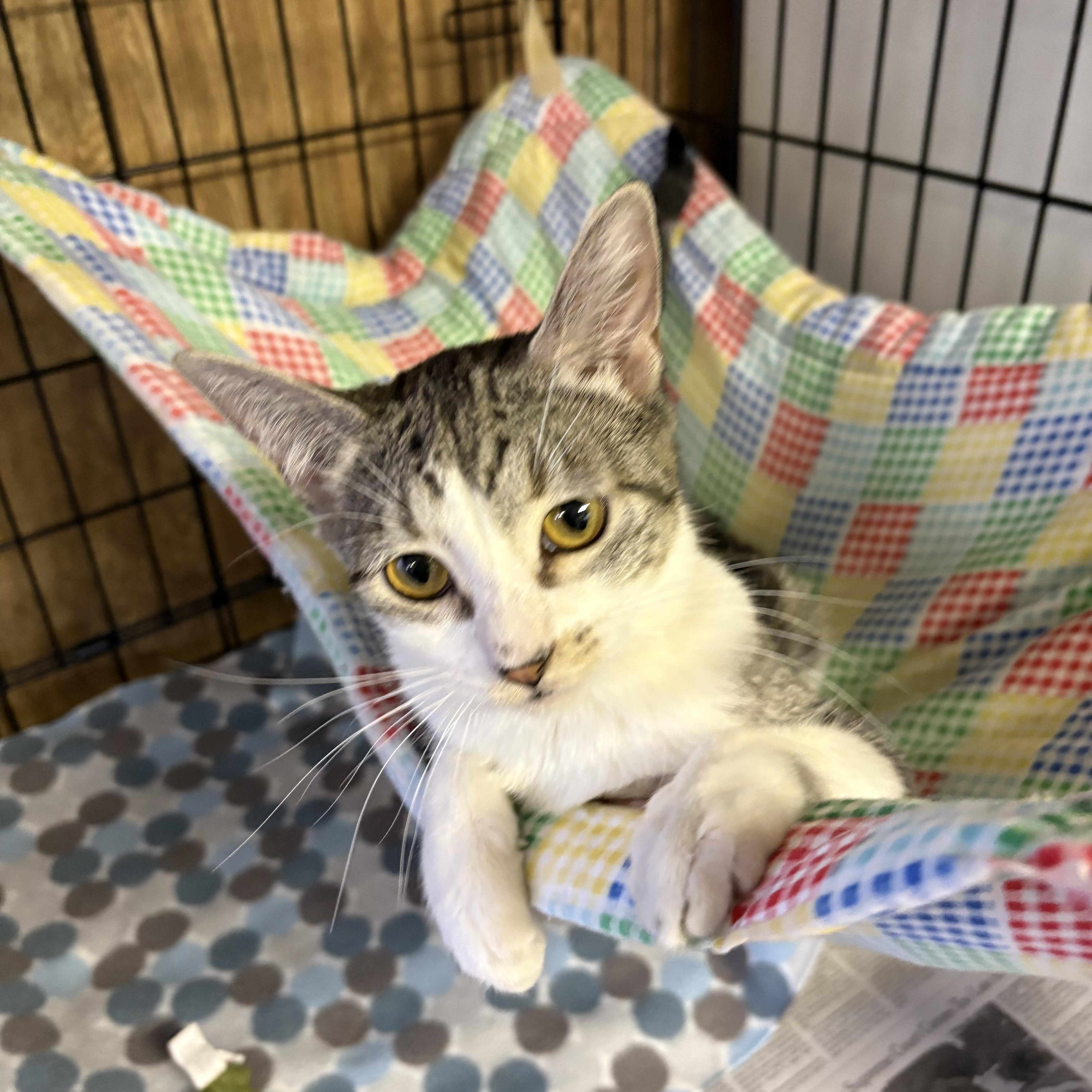 Enlarge Katie, a Adoptable Tabby in Linden, NJ image 3/6