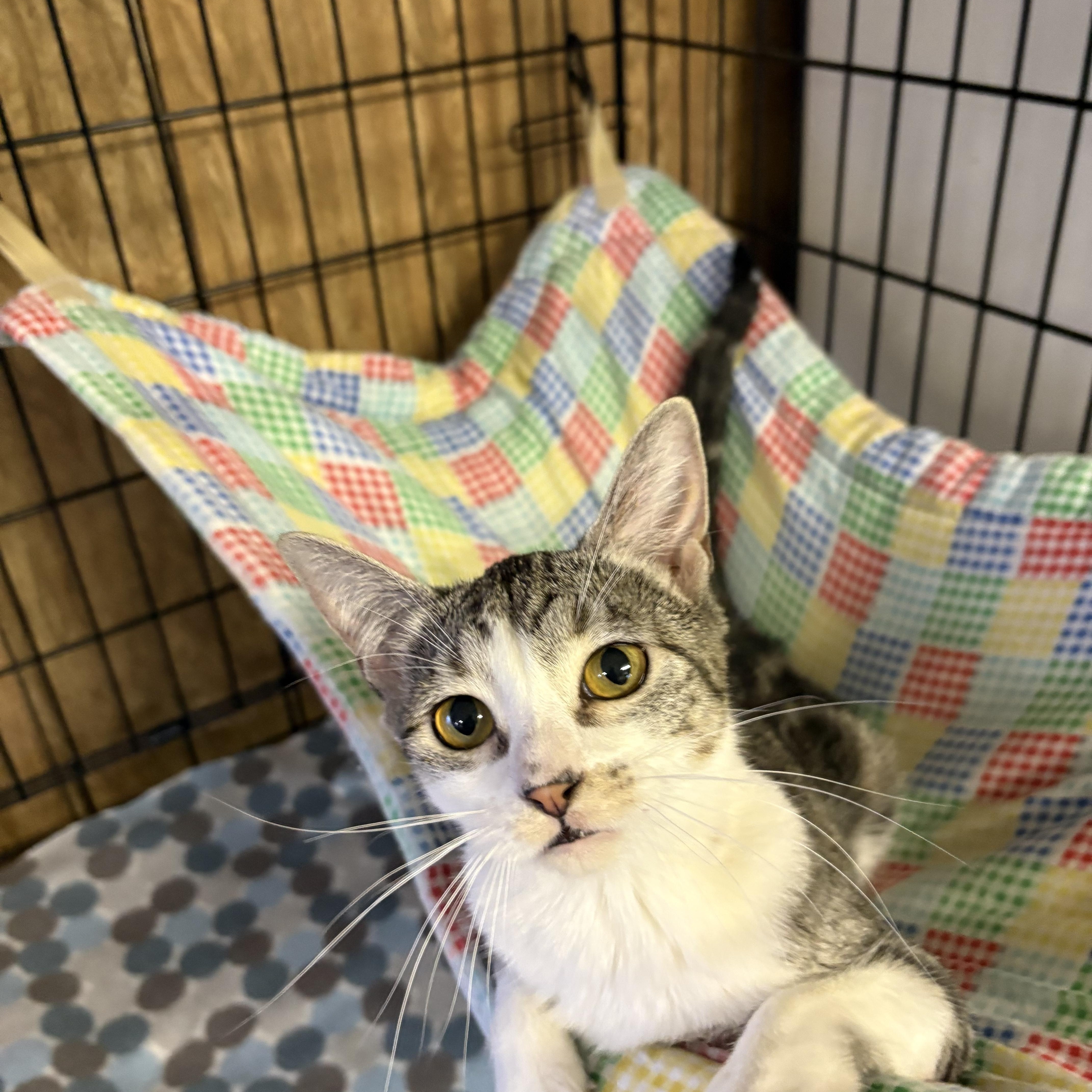 Enlarge Katie, a Adoptable Tabby in Linden, NJ image 6/6
