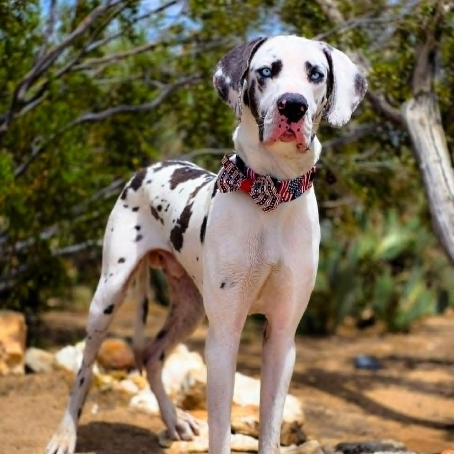 Ned, adopted, Young Male Great Dane.