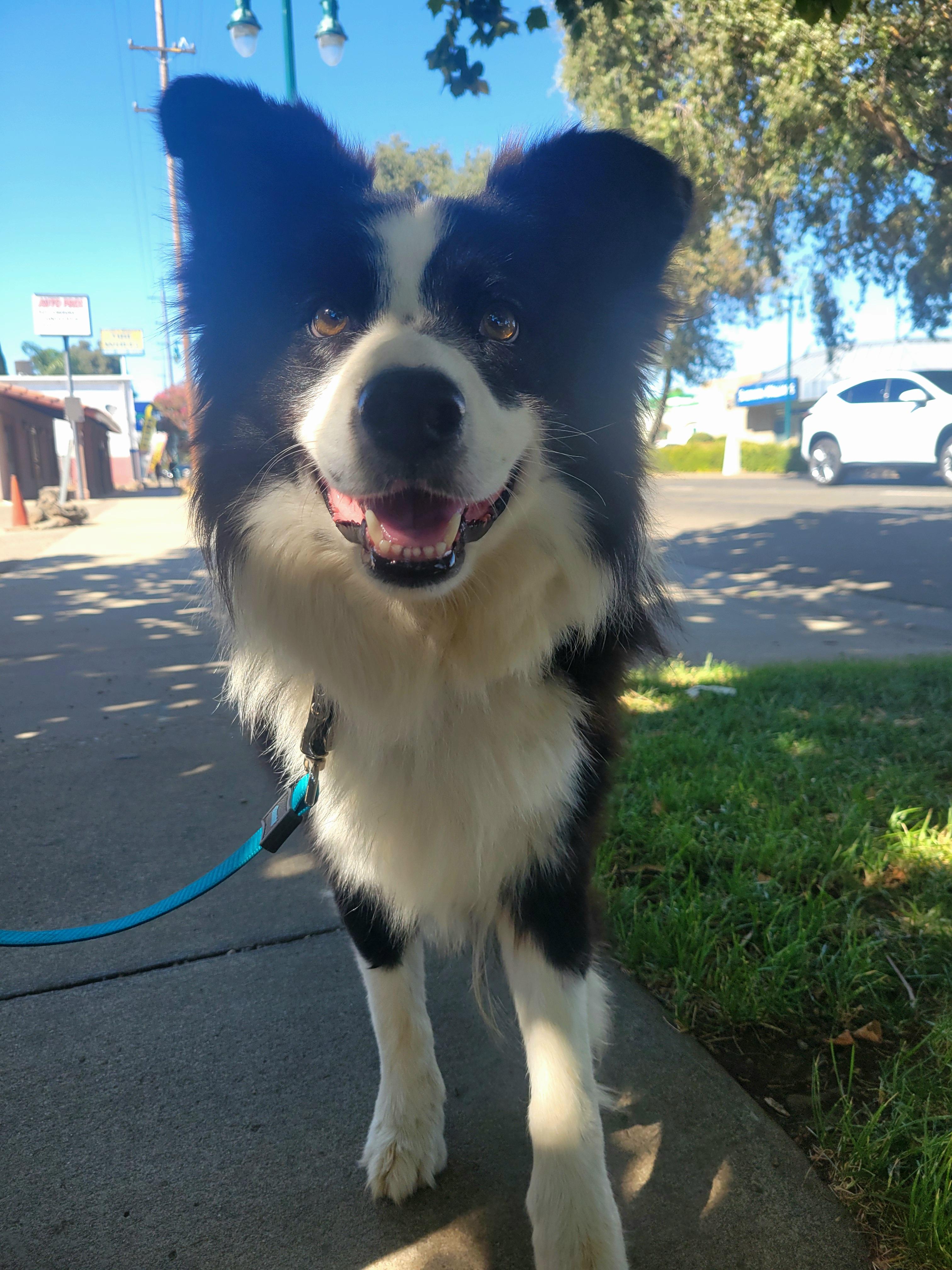 Enlarge Mongo, a Adopted Border Collie in Lodi, CA image 3/6