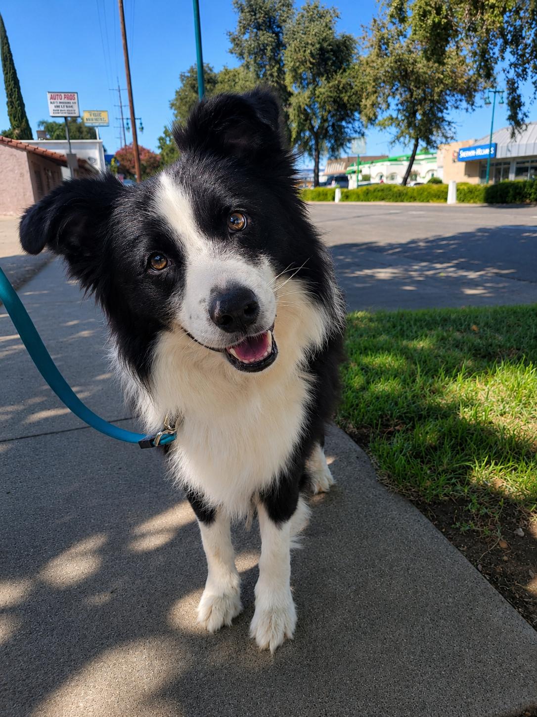 Enlarge Mongo, a Adopted Border Collie in Lodi, CA image 6/6