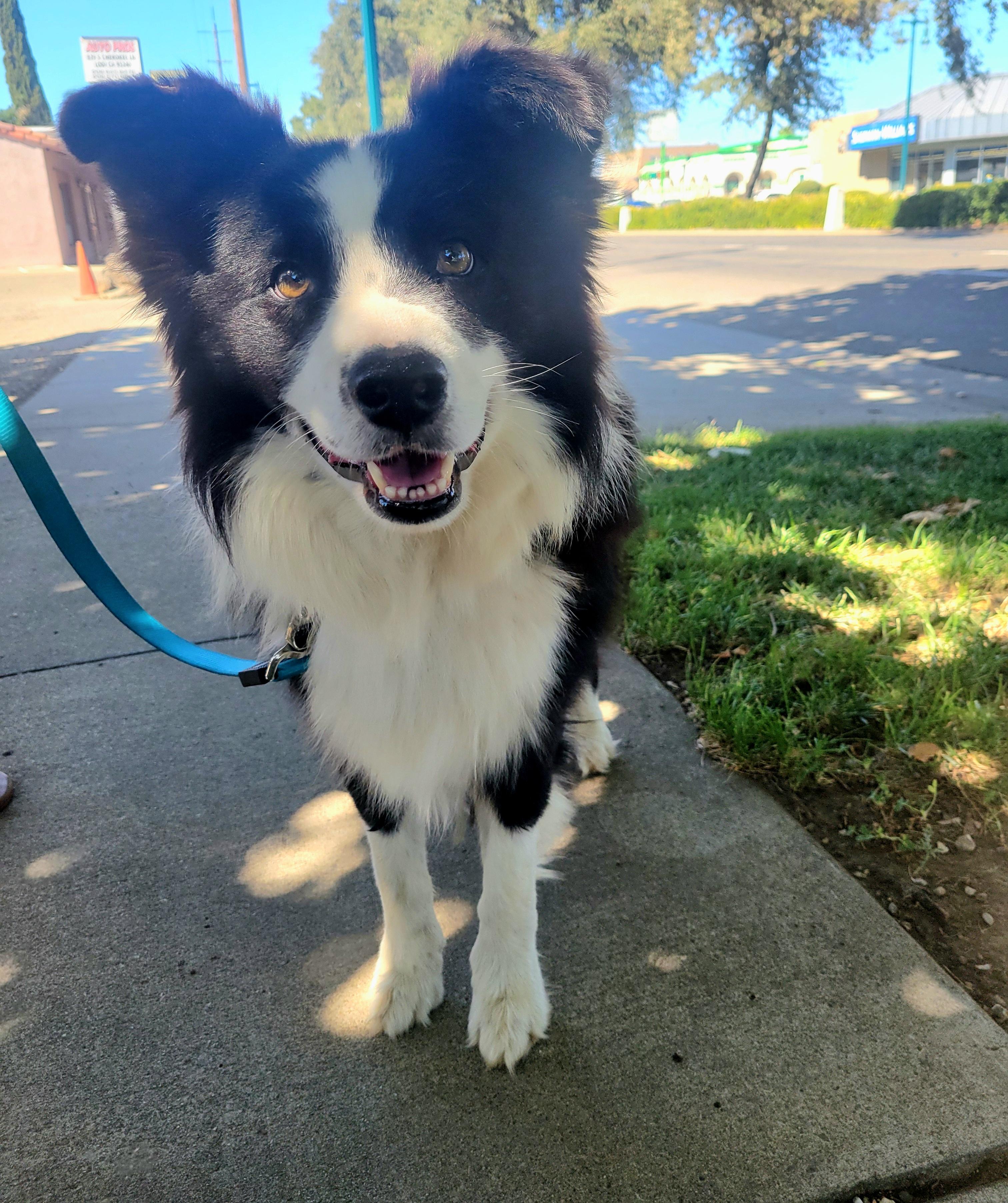 Enlarge Mongo, a Adopted Border Collie in Lodi, CA image 2/6