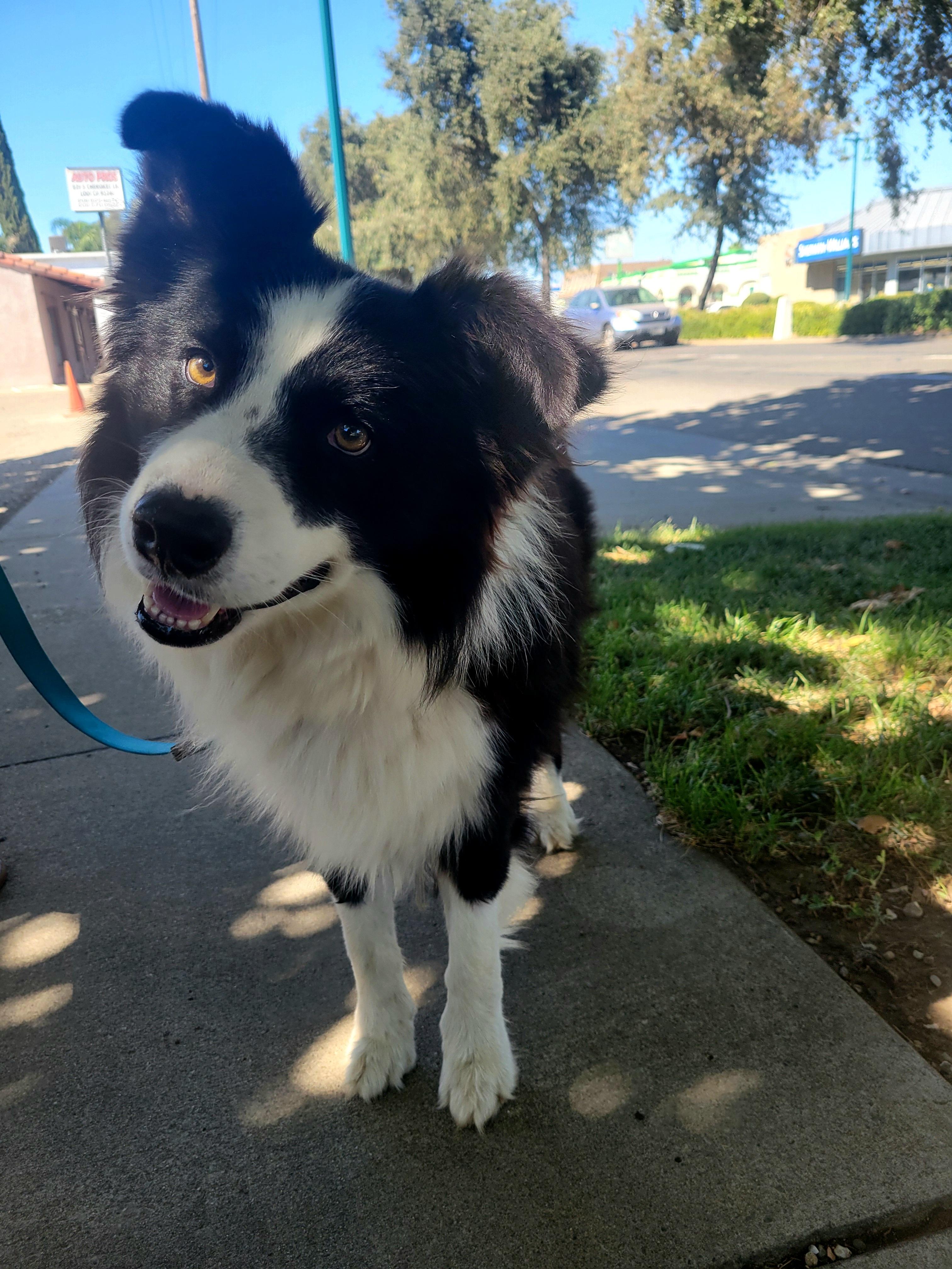 Enlarge Mongo, a Adopted Border Collie in Lodi, CA image 4/6