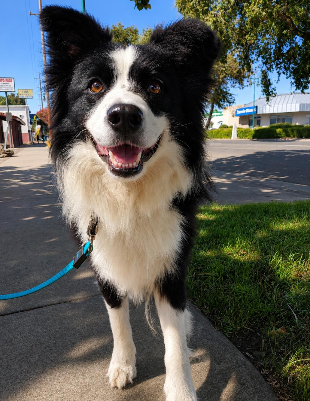 Enlarge Mongo, a Adopted Border Collie in Lodi, CA image 1/6