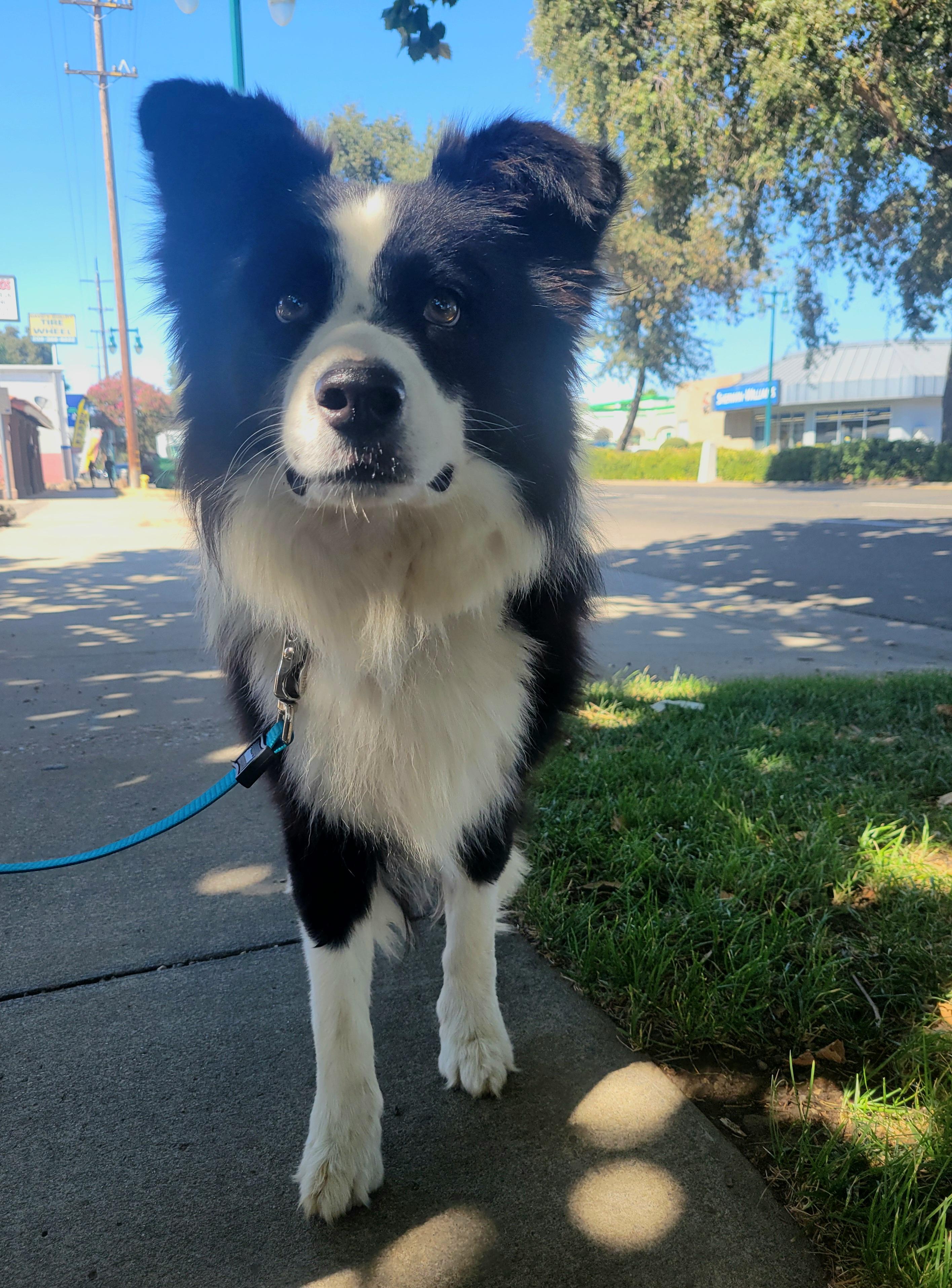 Enlarge Mongo, a Adopted Border Collie in Lodi, CA image 5/6