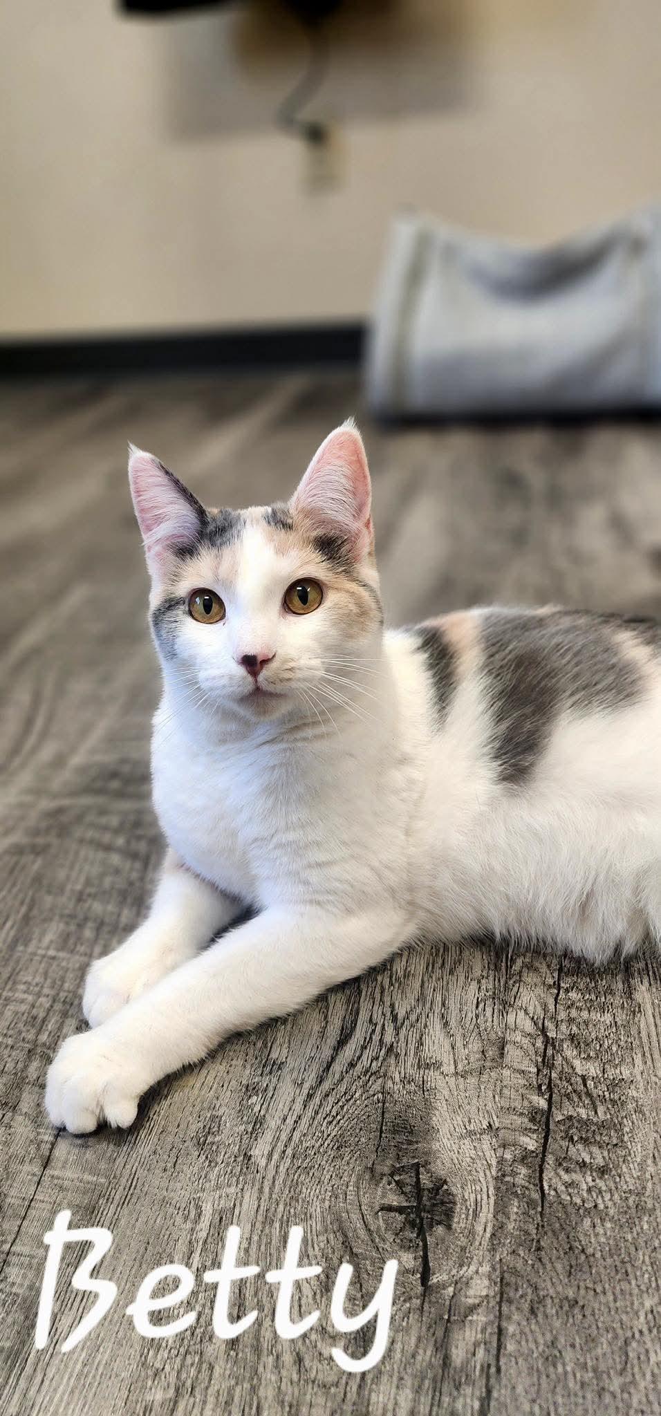 Betty, Adoptable, Young Female Domestic Short Hair.