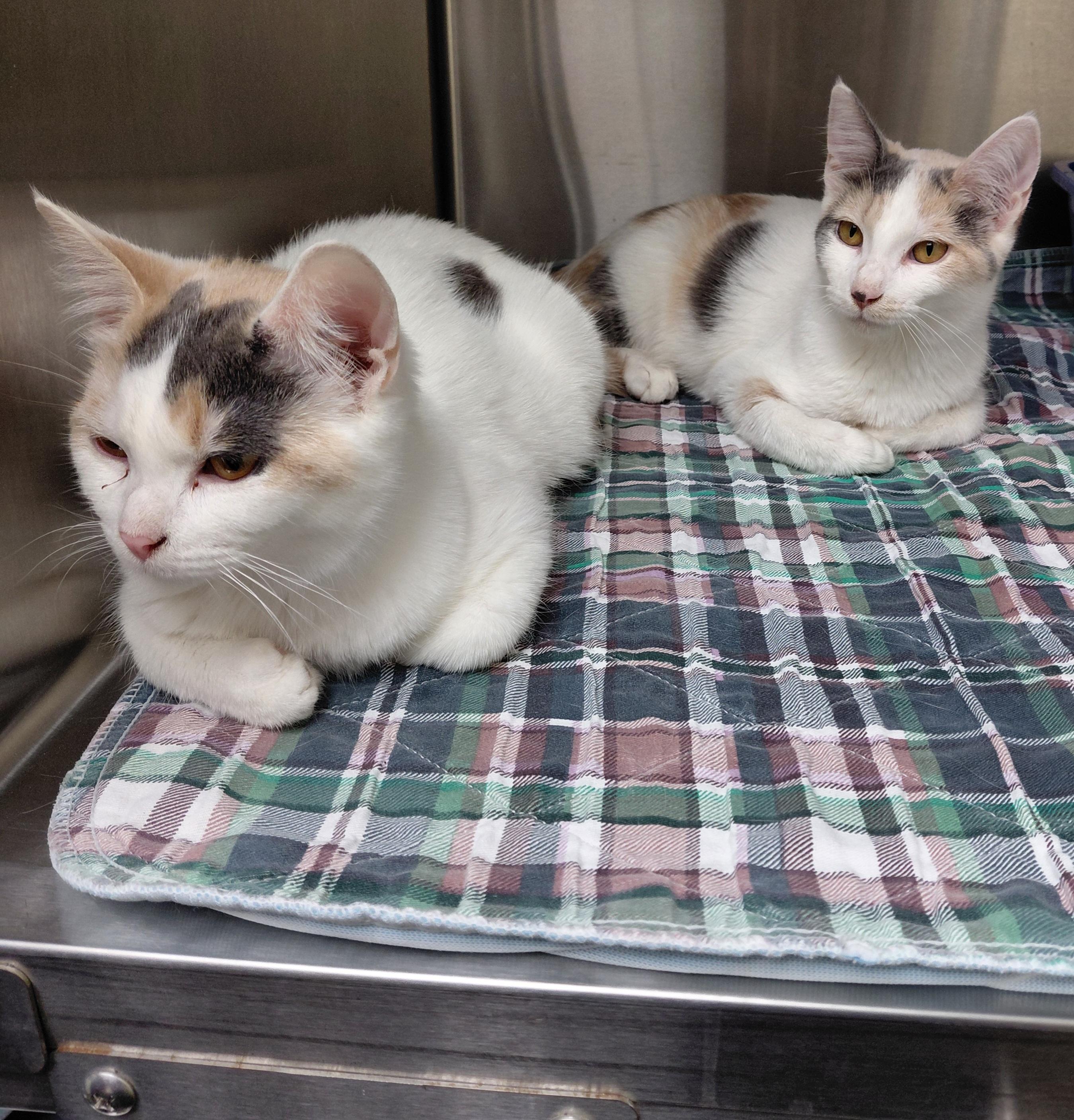 Betty, Adoptable, Young Female Domestic Short Hair.