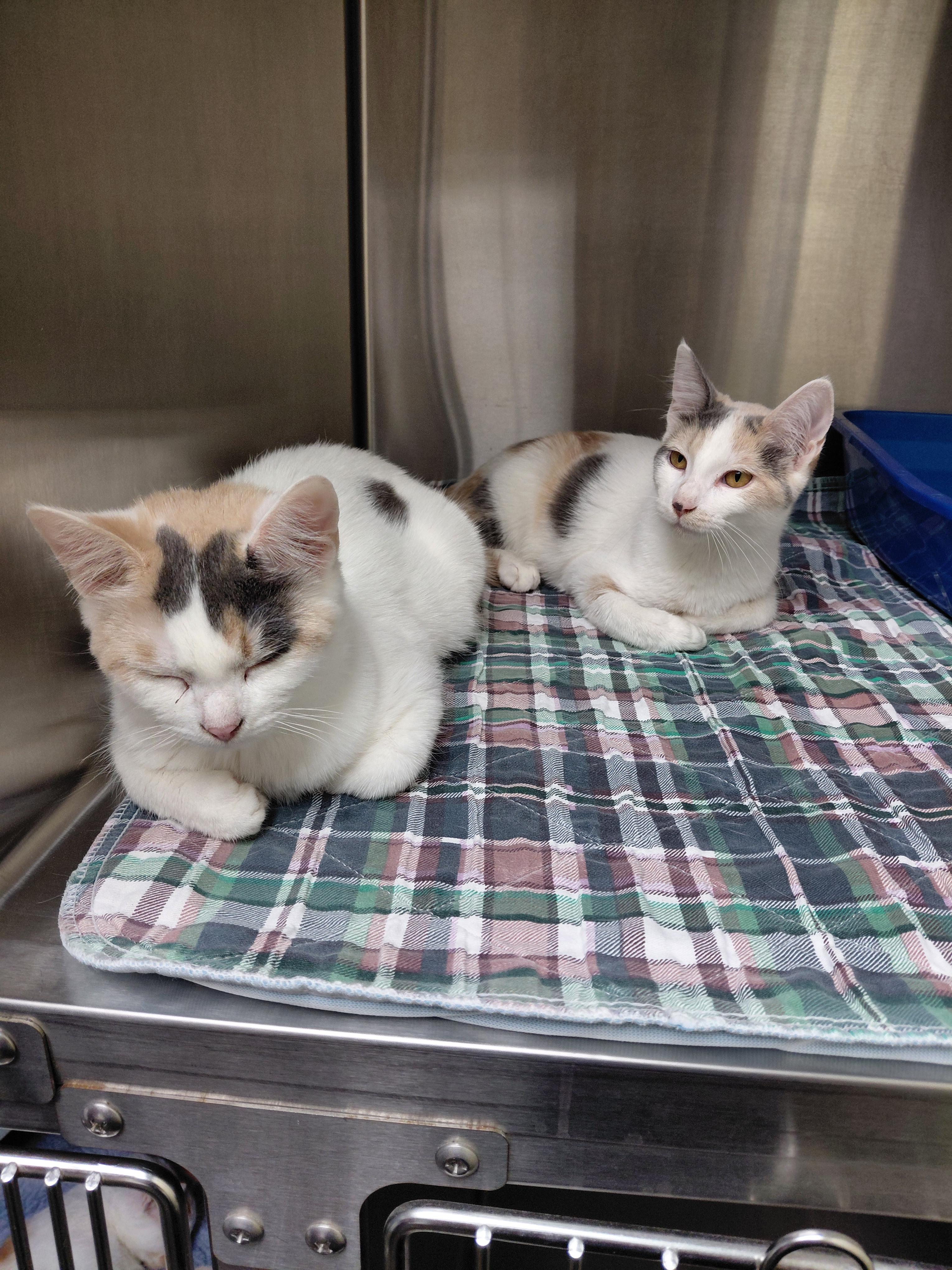 Enlarge Betty, a Adoptable Domestic Short Hair in Hazleton, IA image 2/2