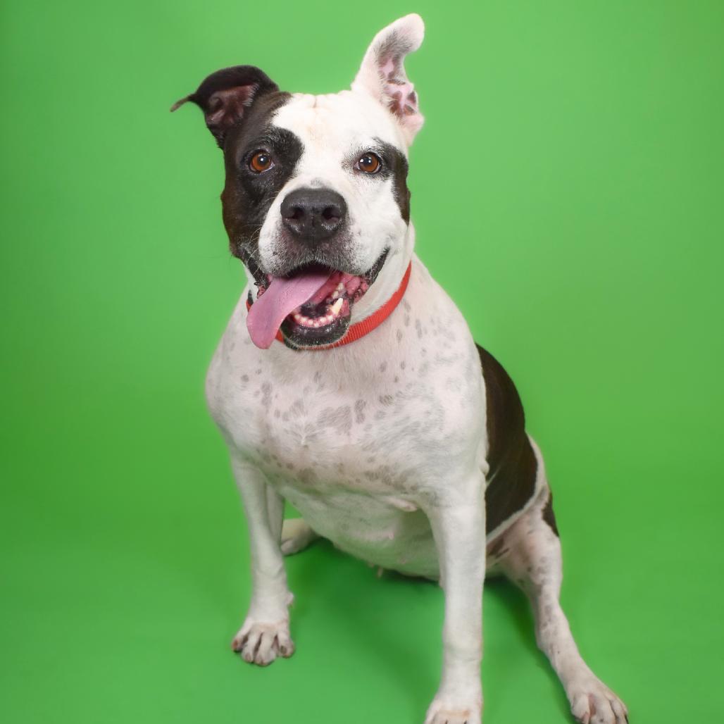 Mia, Adoptable, Adult Female English Bulldog.