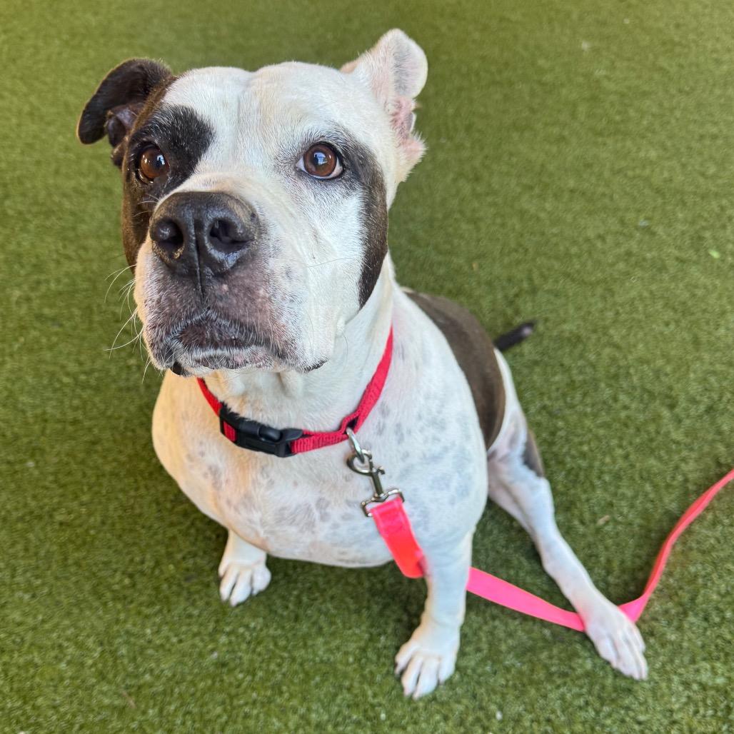Mia, Adoptable, Adult Female English Bulldog.
