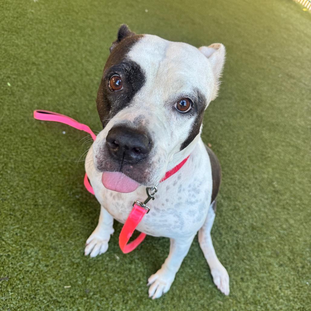 Enlarge Mia, a Adoptable English Bulldog in West Palm Beach, FL image 2/6
