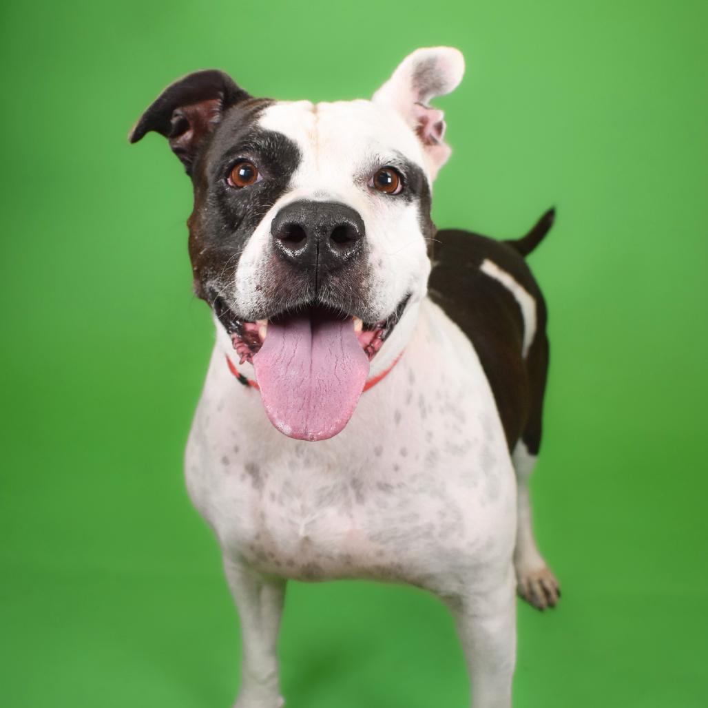 Enlarge Mia, a Adoptable English Bulldog in West Palm Beach, FL image 3/6