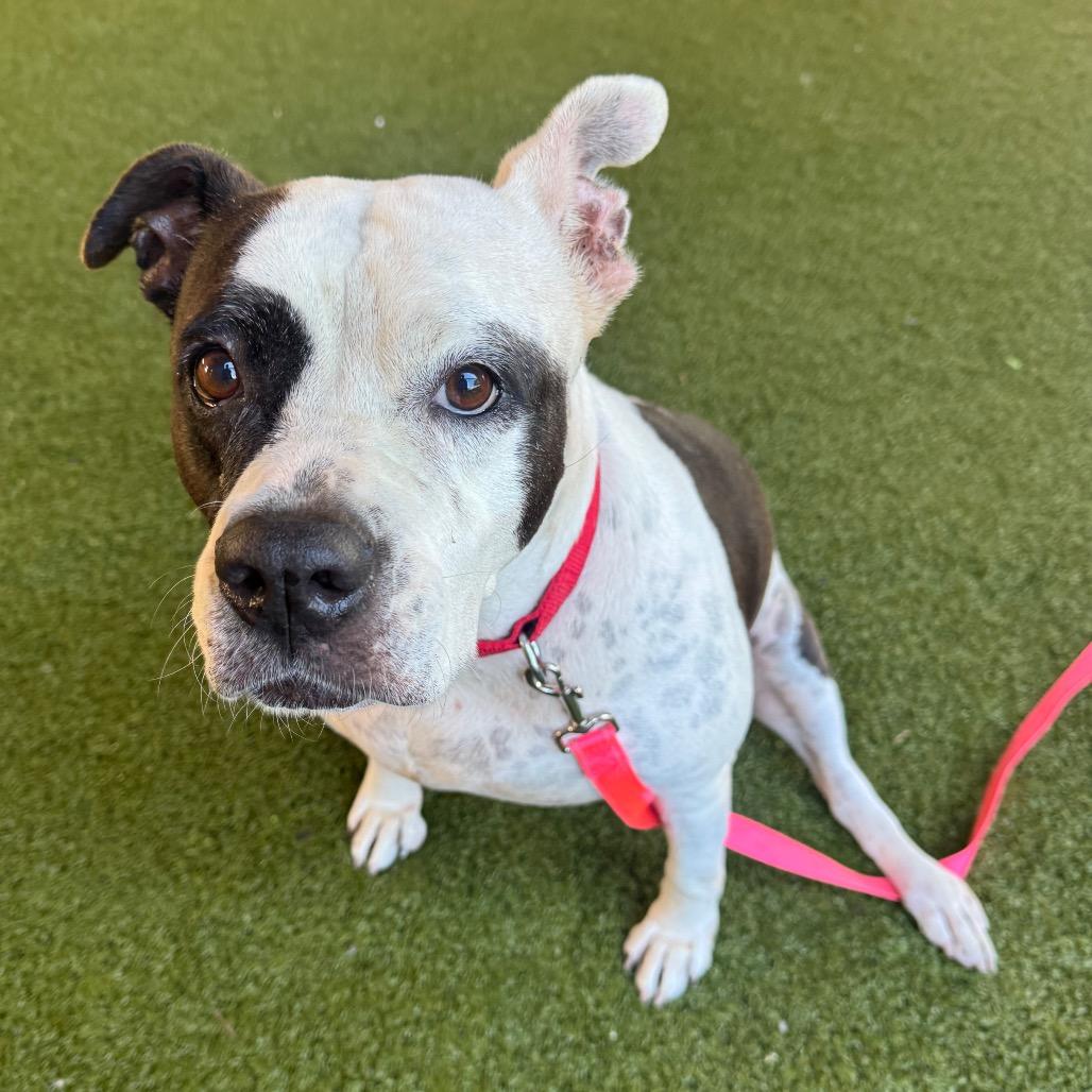 Enlarge Mia, a Adoptable English Bulldog in West Palm Beach, FL image 4/6