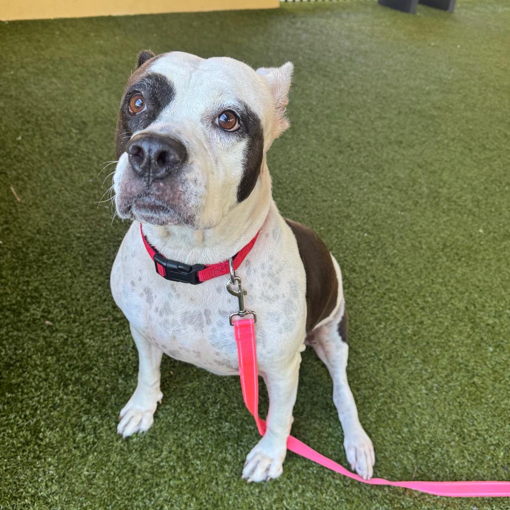 Enlarge Mia, a Adoptable English Bulldog in West Palm Beach, FL image 5/6