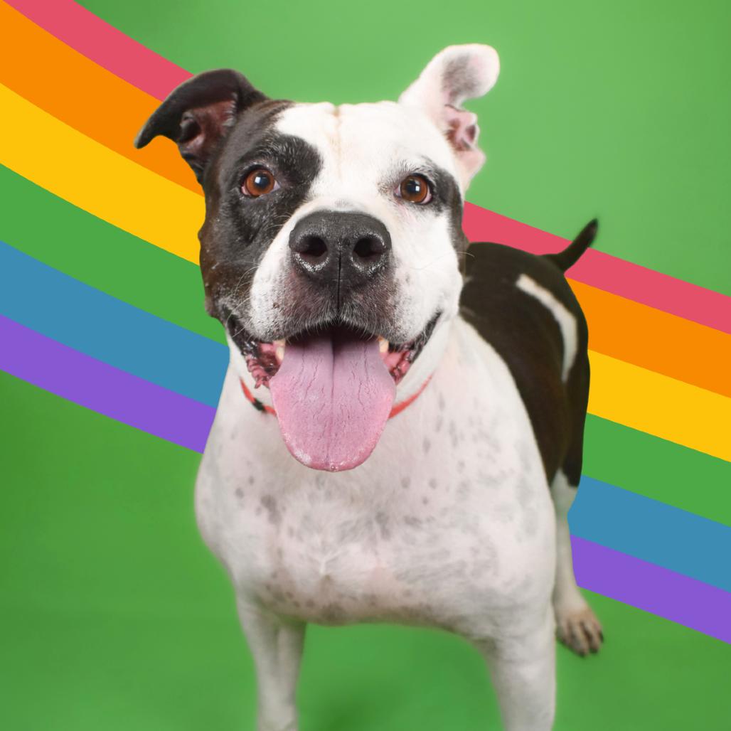 Enlarge Mia, a Adoptable English Bulldog in West Palm Beach, FL image 6/6