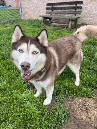 Rupert, Adoptable, Senior Male Siberian Husky & Mixed Breed.