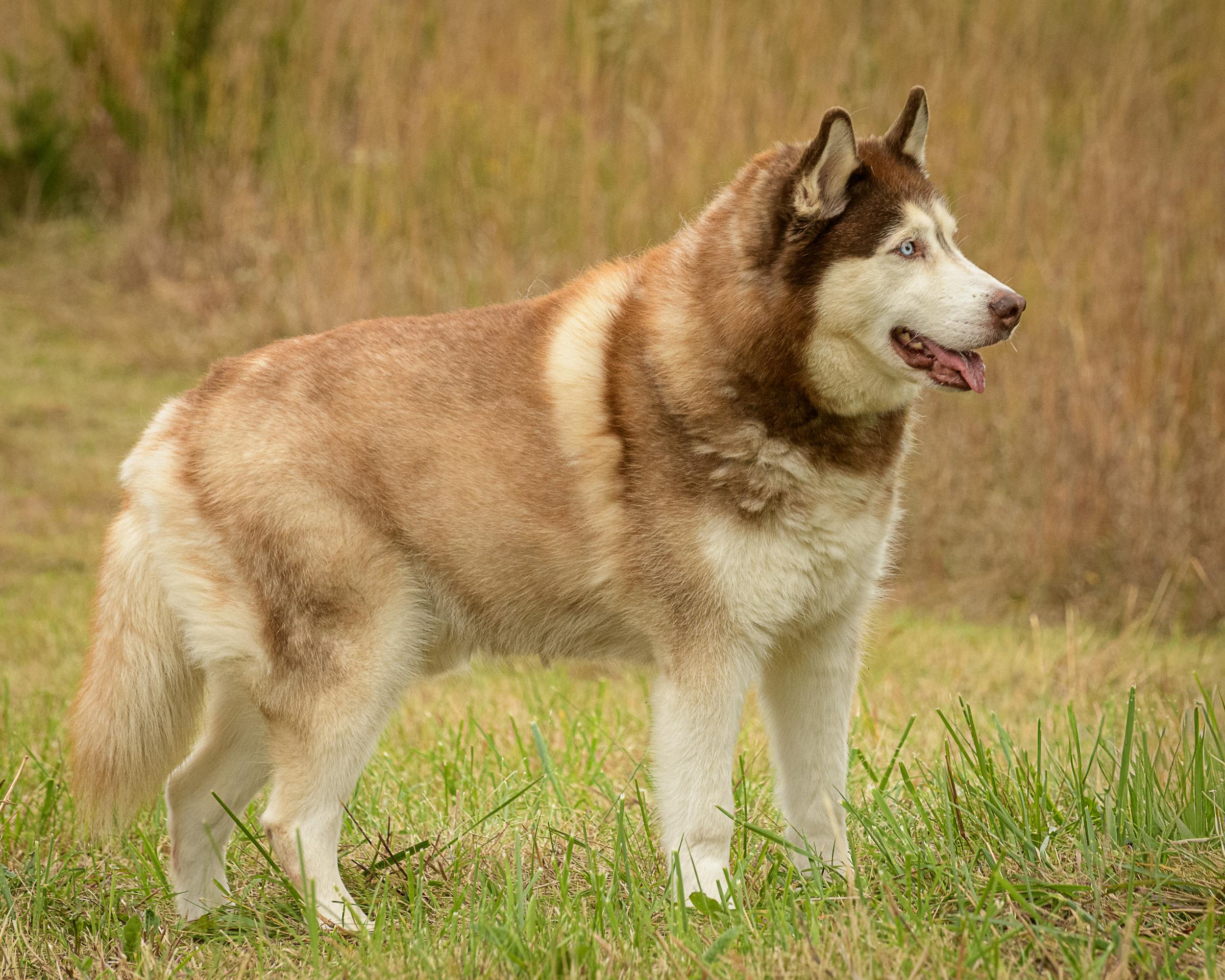 Enlarge Rupert, a Adoptable mixed breed in Quakertown, PA image 4/6