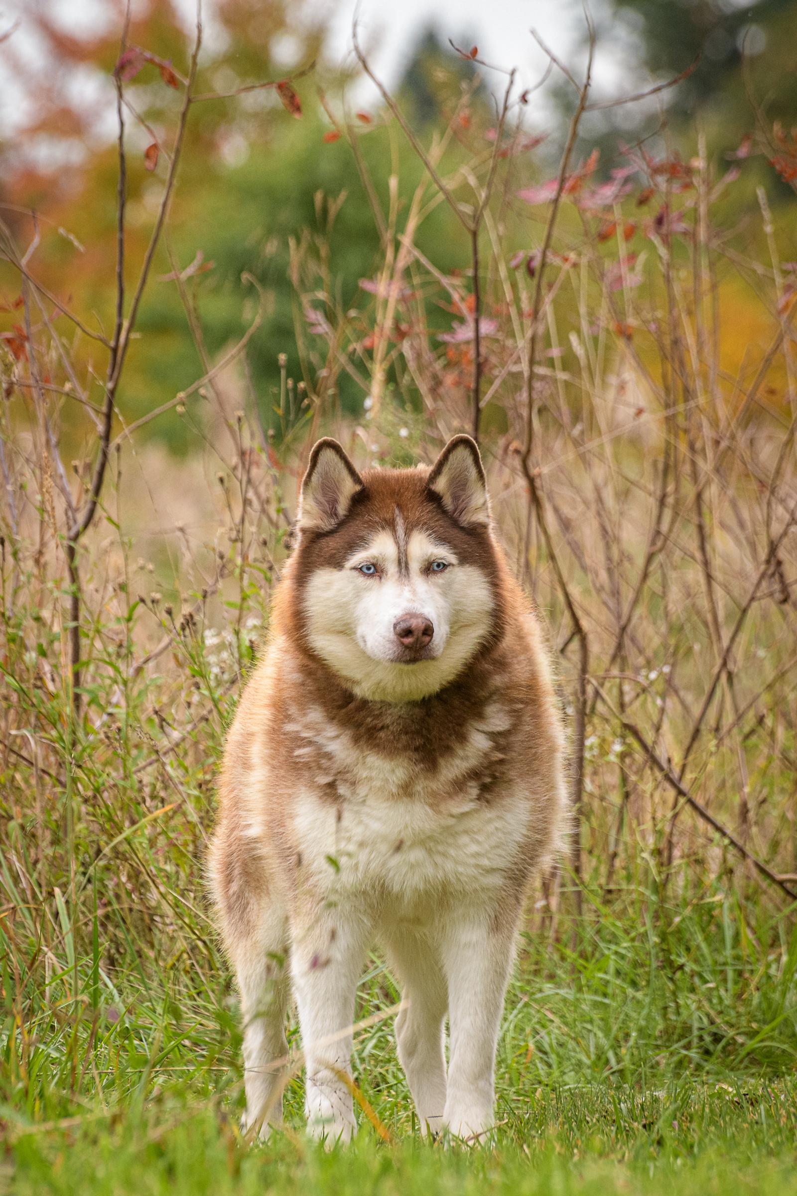Enlarge Rupert, a Adoptable mixed breed in Quakertown, PA image 2/6