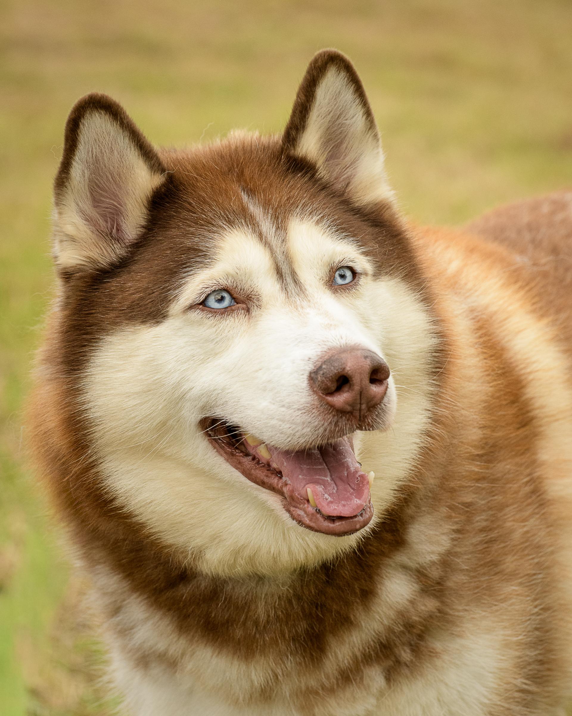 Enlarge Rupert, a Adoptable mixed breed in Quakertown, PA image 3/6