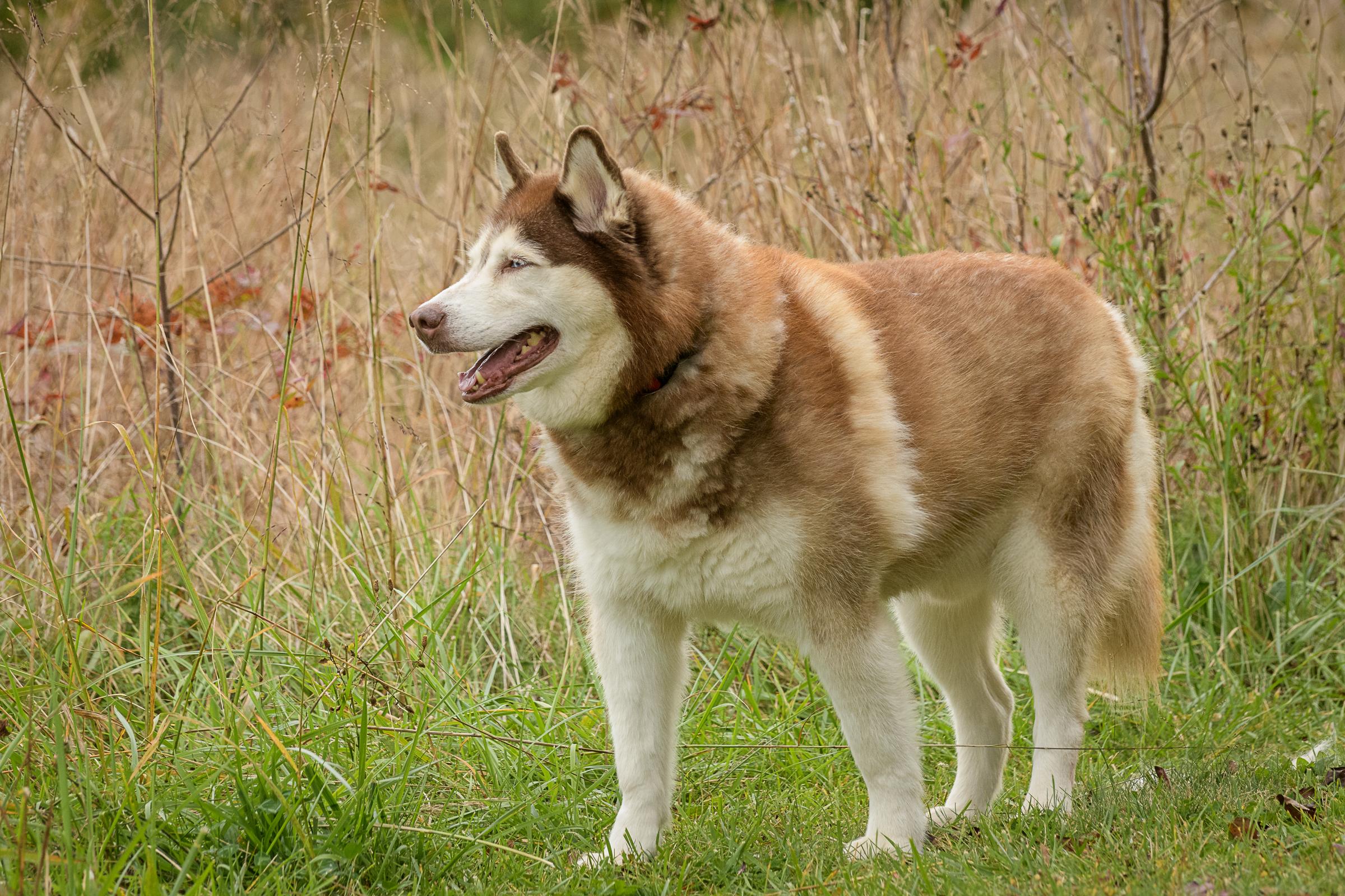 Enlarge Rupert, a Adoptable mixed breed in Quakertown, PA image 5/6