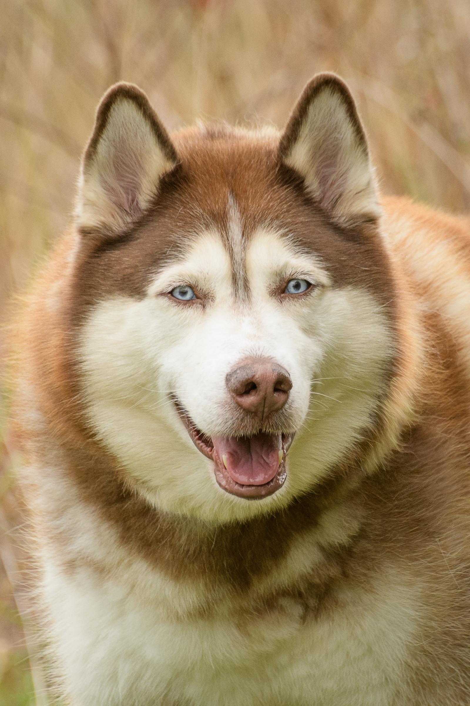 Rupert, Adoptable, Senior Male Siberian Husky & Mixed Breed.