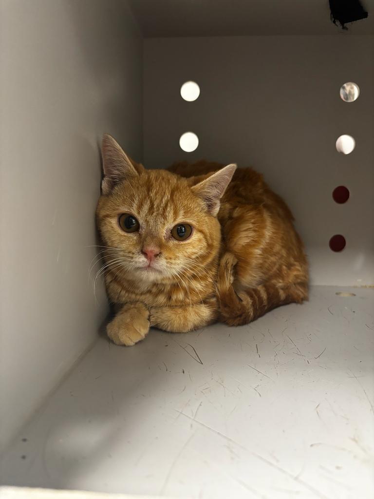 Enlarge Wilder, a Adoptable mixed breed in Greenfield, IN image 1/1