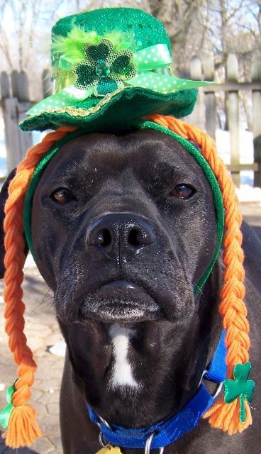 Rocco - loyal companion! photo 5