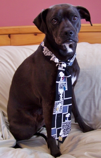 Enlarge Rocco - loyal companion!, a Adoptable mixed breed in Shell Lake, WI image 2/12