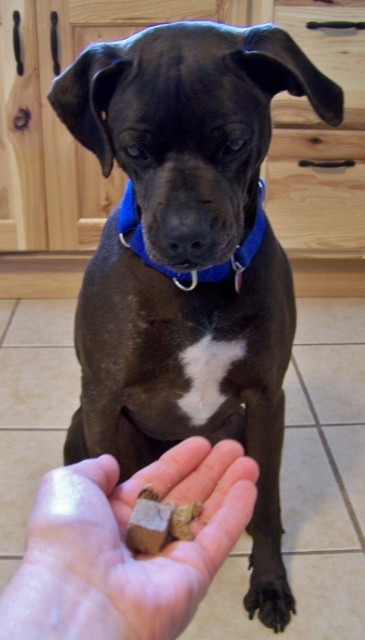 Enlarge Rocco - loyal companion!, a Adoptable mixed breed in Shell Lake, WI image 3/12