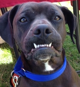 Enlarge Rocco - loyal companion!, a Adoptable mixed breed in Shell Lake, WI image 4/12