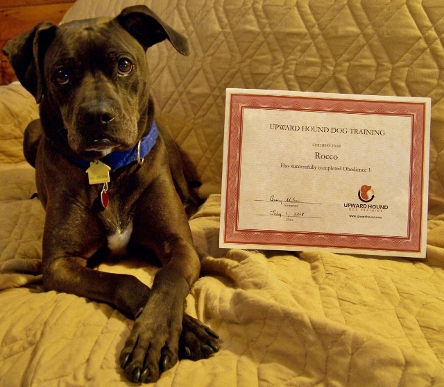 Enlarge Rocco - loyal companion!, a Adoptable mixed breed in Shell Lake, WI image 5/12