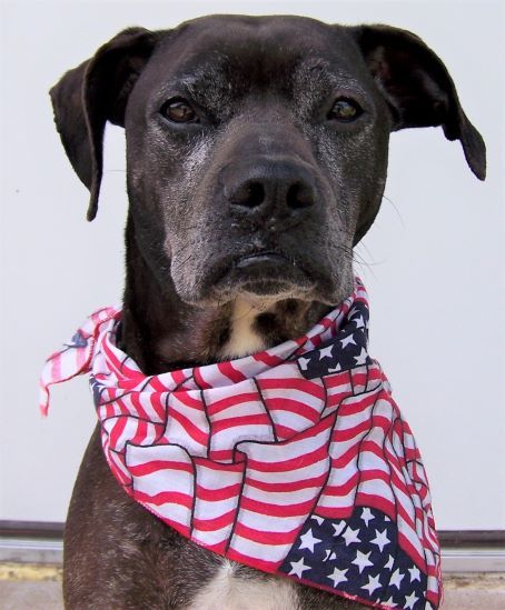 Rocco - loyal companion! photo 1