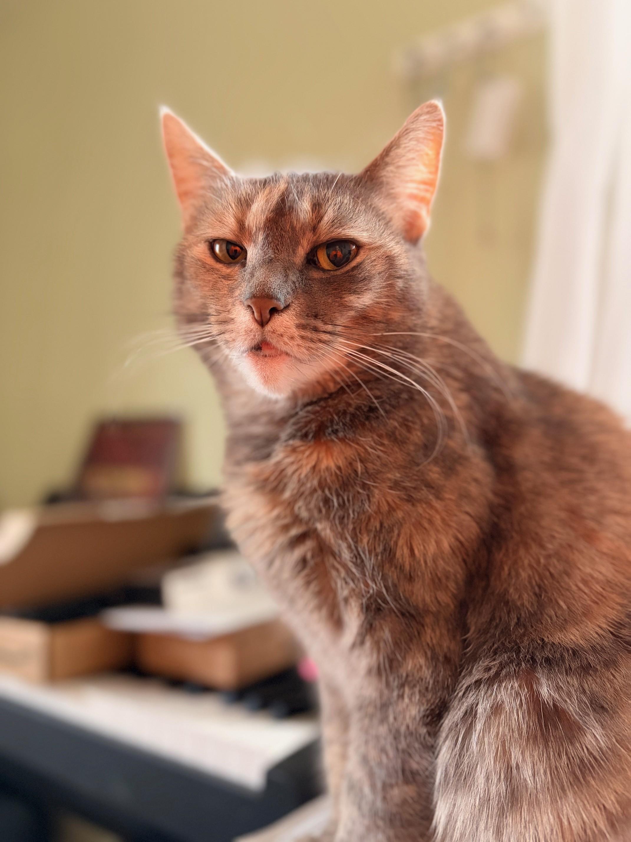 Bella (sweet kitty seeks quiet home)