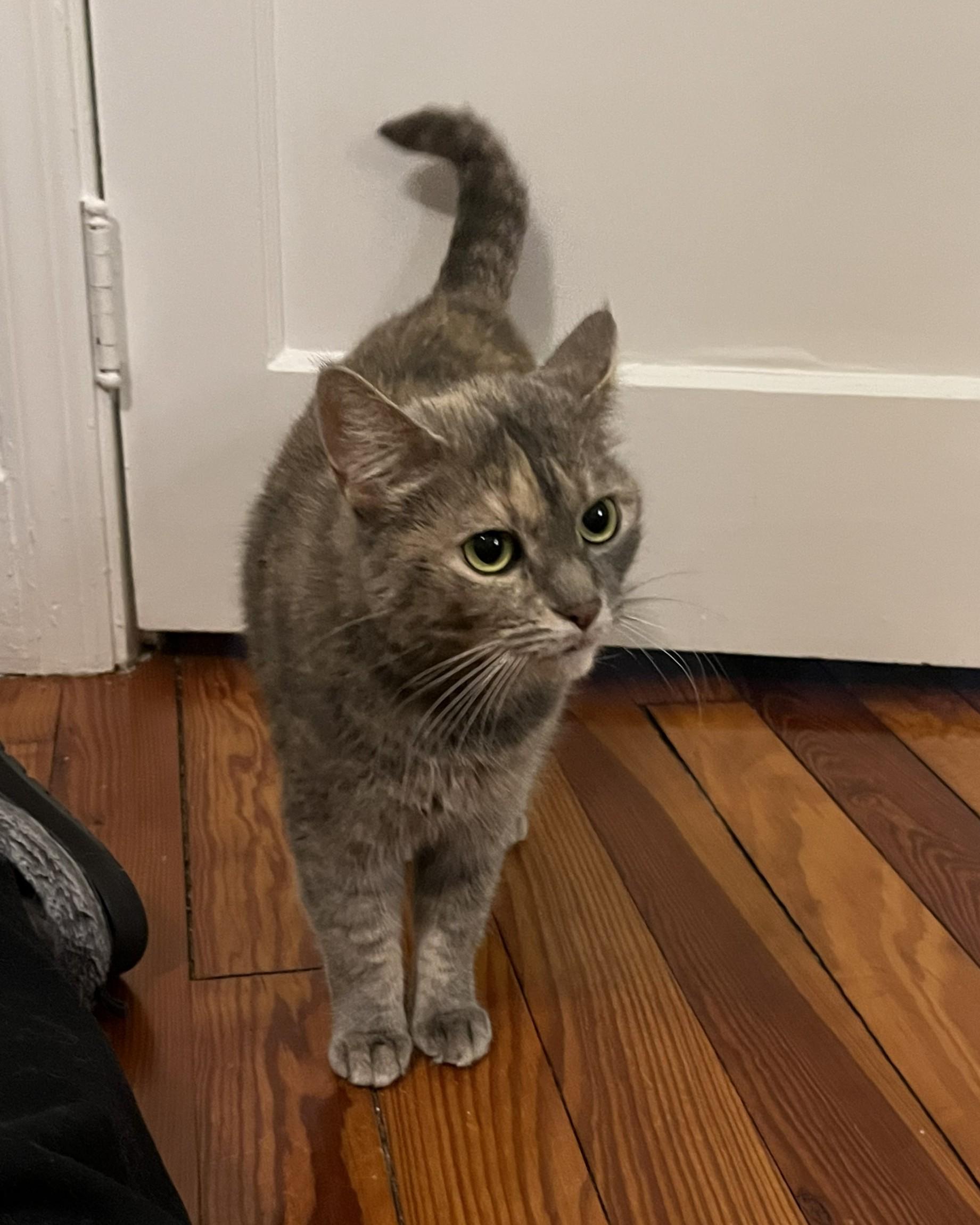 Bella (sweet kitty seeks quiet home)