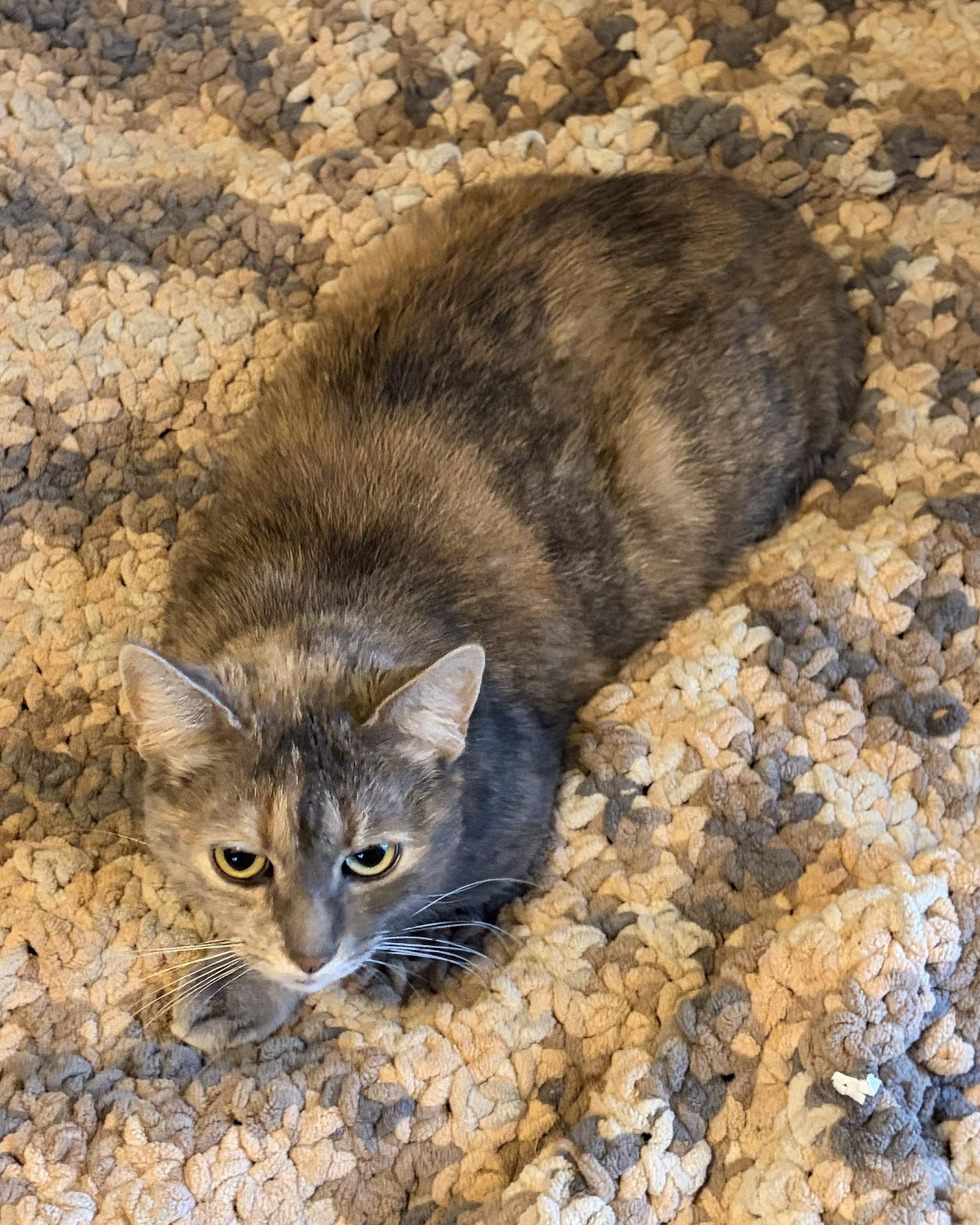 Bella (sweet kitty seeks quiet home)