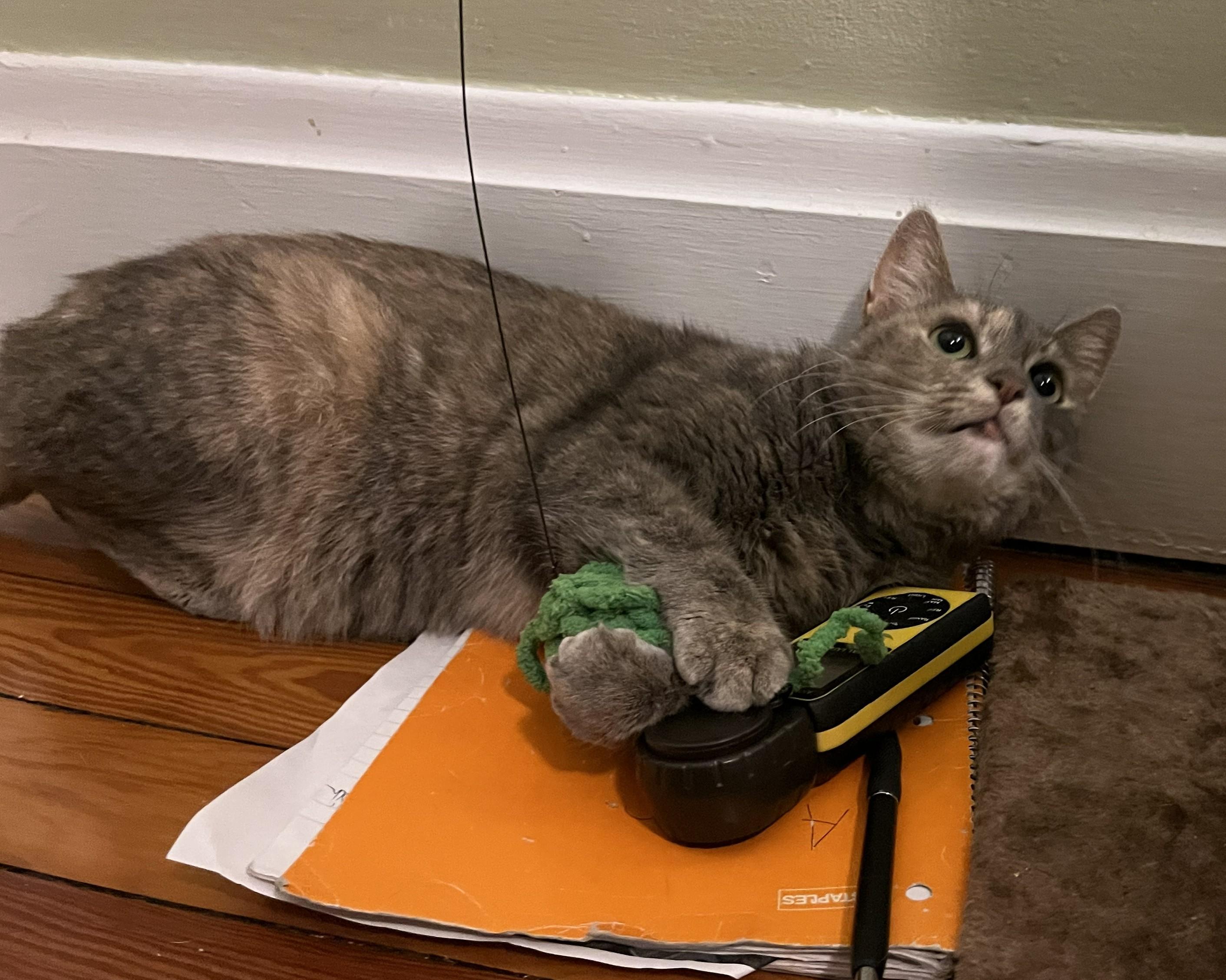 Bella (sweet kitty seeks quiet home)