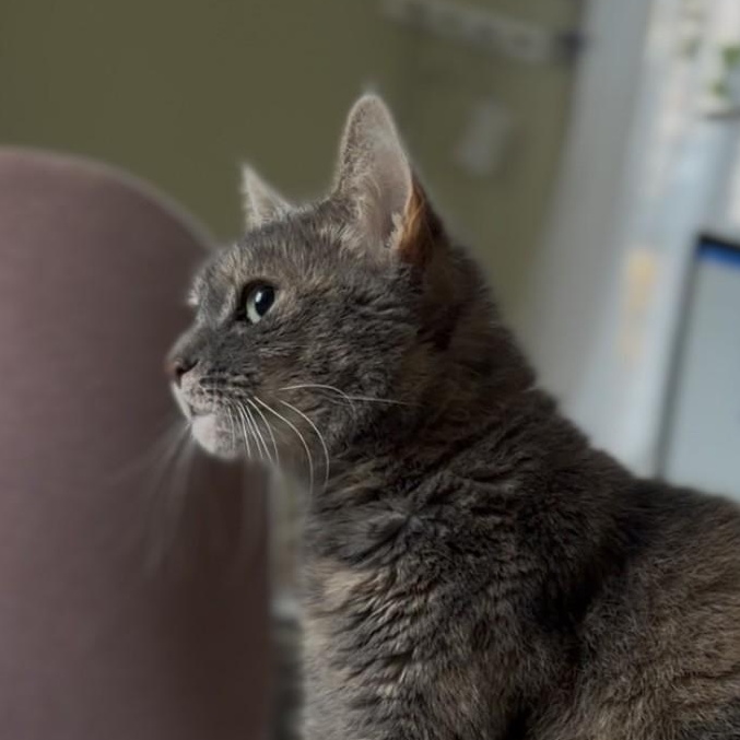 Bella (sweet kitty seeks quiet home)